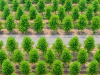 Maple forests are being lush in the West Coast New Area in Qingdao, China, on June 23, 2024. (