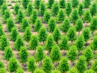 Maple forests are being lush in the West Coast New Area in Qingdao, China, on June 23, 2024. (