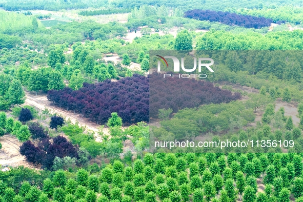 Maple forests are being lush in the West Coast New Area in Qingdao, China, on June 23, 2024. 