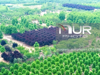 Maple forests are being lush in the West Coast New Area in Qingdao, China, on June 23, 2024. (