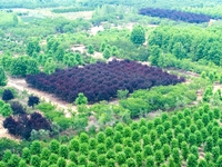 Maple forests are being lush in the West Coast New Area in Qingdao, China, on June 23, 2024. (