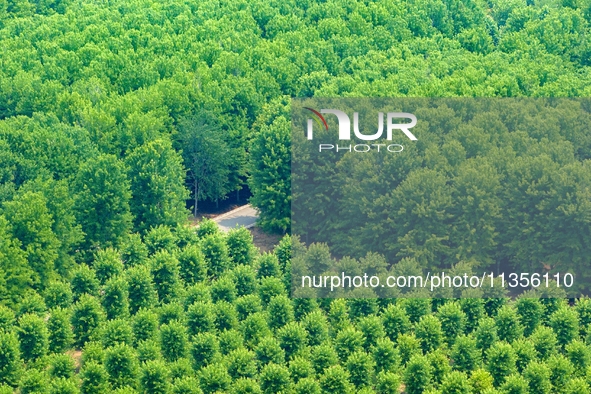 Maple forests are being lush in the West Coast New Area in Qingdao, China, on June 23, 2024. 