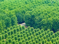 Maple forests are being lush in the West Coast New Area in Qingdao, China, on June 23, 2024. (