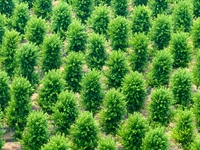 Maple forests are being lush in the West Coast New Area in Qingdao, China, on June 23, 2024. (