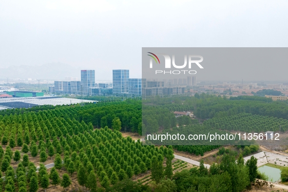 Maple forests are being lush in the West Coast New Area in Qingdao, China, on June 23, 2024. 