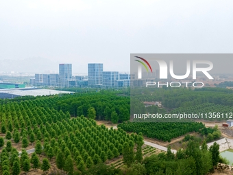 Maple forests are being lush in the West Coast New Area in Qingdao, China, on June 23, 2024. (