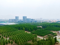 Maple forests are being lush in the West Coast New Area in Qingdao, China, on June 23, 2024. (