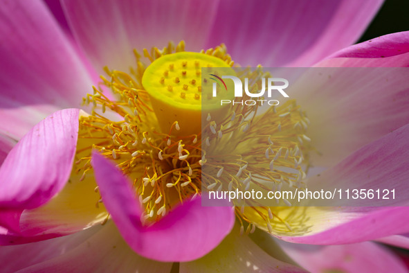 Lotus flowers are blooming in full in Qingdao, China, on June 23, 2024. 