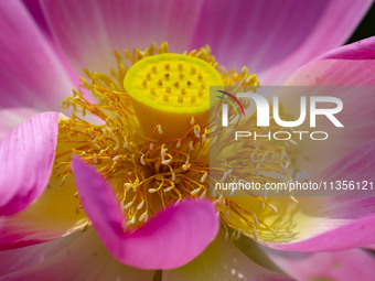 Lotus flowers are blooming in full in Qingdao, China, on June 23, 2024. (