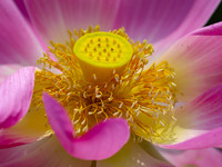 Lotus flowers are blooming in full in Qingdao, China, on June 23, 2024. (