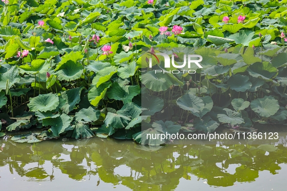 Lotus flowers are blooming in full in Qingdao, China, on June 23, 2024. 