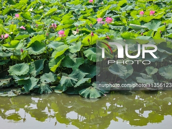 Lotus flowers are blooming in full in Qingdao, China, on June 23, 2024. (