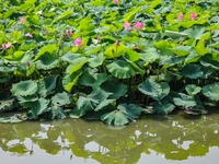 Lotus flowers are blooming in full in Qingdao, China, on June 23, 2024. (