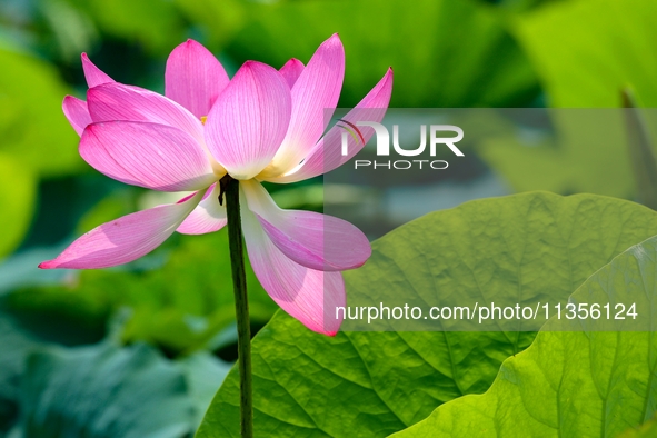 Lotus flowers are blooming in full in Qingdao, China, on June 23, 2024. 