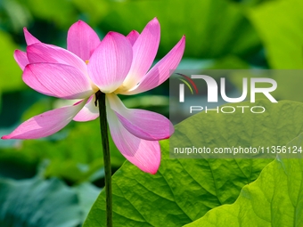 Lotus flowers are blooming in full in Qingdao, China, on June 23, 2024. (