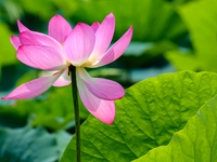 Lotus flowers are blooming in full in Qingdao, China, on June 23, 2024. (