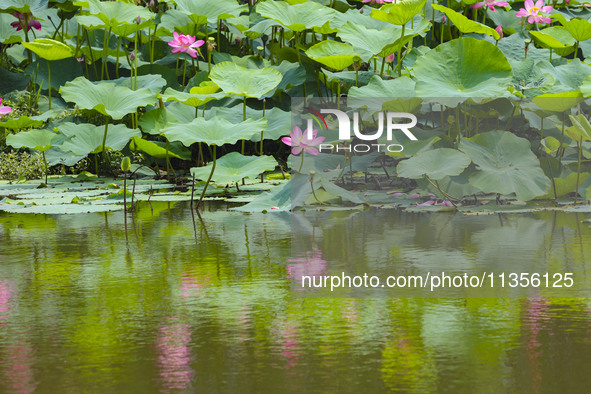 Lotus flowers are blooming in full in Qingdao, China, on June 23, 2024. 