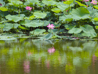 Lotus flowers are blooming in full in Qingdao, China, on June 23, 2024. (