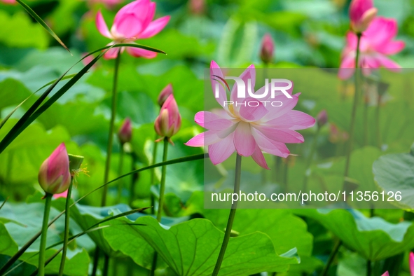 Lotus flowers are blooming in full in Qingdao, China, on June 23, 2024. 