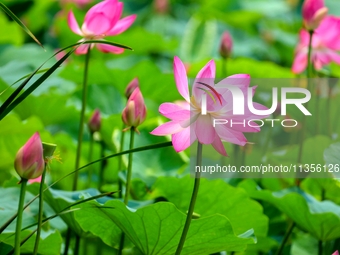 Lotus flowers are blooming in full in Qingdao, China, on June 23, 2024. (