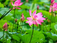 Lotus flowers are blooming in full in Qingdao, China, on June 23, 2024. (