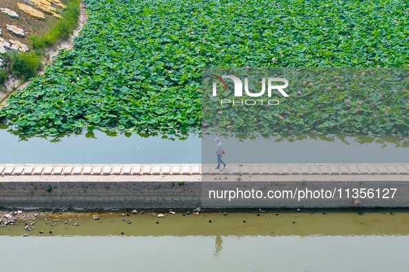 Lotus flowers are blooming in full in Qingdao, China, on June 23, 2024. 