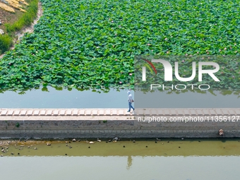 Lotus flowers are blooming in full in Qingdao, China, on June 23, 2024. (