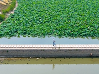 Lotus flowers are blooming in full in Qingdao, China, on June 23, 2024. (