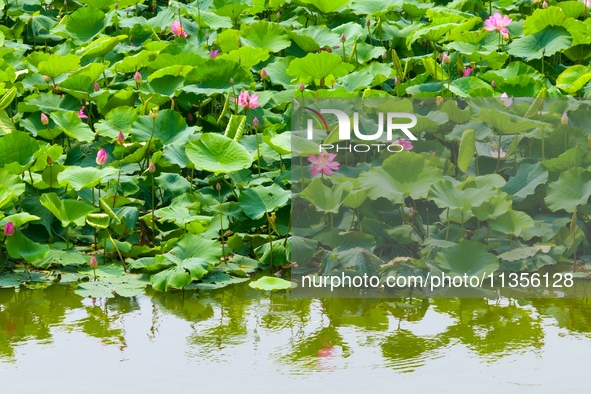 Lotus flowers are blooming in full in Qingdao, China, on June 23, 2024. 