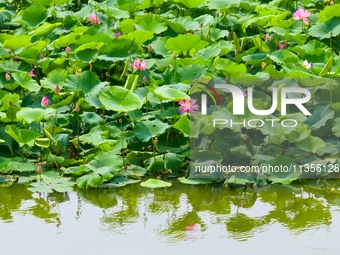 Lotus flowers are blooming in full in Qingdao, China, on June 23, 2024. (