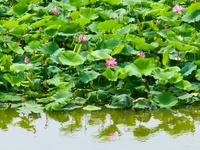 Lotus flowers are blooming in full in Qingdao, China, on June 23, 2024. (