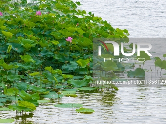 Lotus flowers are blooming in full in Qingdao, China, on June 23, 2024. (