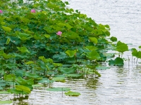 Lotus flowers are blooming in full in Qingdao, China, on June 23, 2024. (