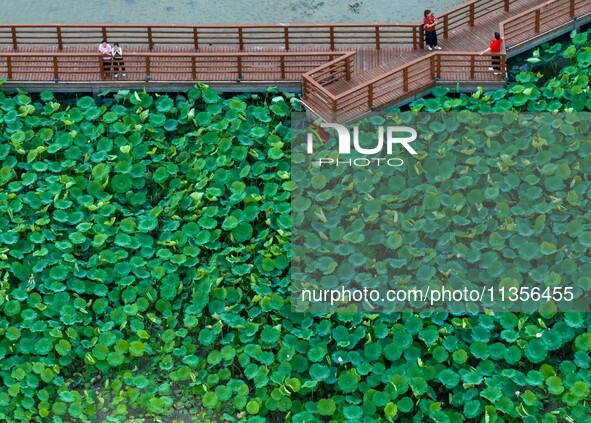 Tourists are enjoying blooming lotus flowers in a lotus pond at Bochishan Park in Huai'an city, East China's Jiangsu province, on June 23, 2...