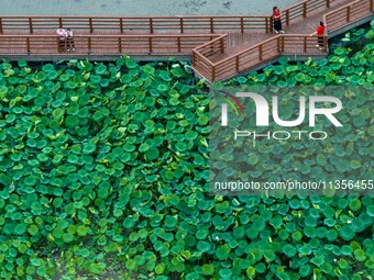 Tourists are enjoying blooming lotus flowers in a lotus pond at Bochishan Park in Huai'an city, East China's Jiangsu province, on June 23, 2...