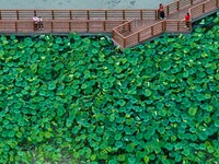 Tourists are enjoying blooming lotus flowers in a lotus pond at Bochishan Park in Huai'an city, East China's Jiangsu province, on June 23, 2...