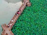 Tourists are enjoying blooming lotus flowers in a lotus pond at Bochishan Park in Huai'an city, East China's Jiangsu province, on June 23, 2...