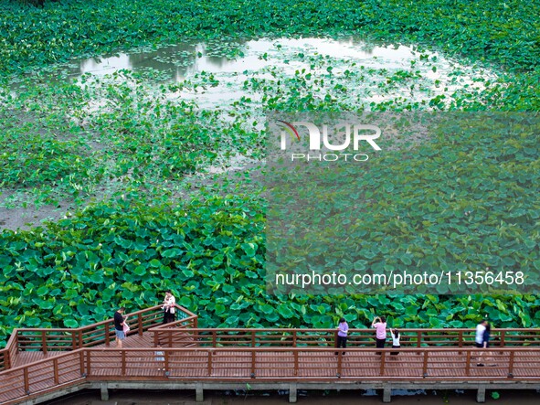 Tourists are enjoying blooming lotus flowers in a lotus pond at Bochishan Park in Huai'an city, East China's Jiangsu province, on June 23, 2...