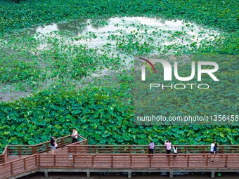 Tourists are enjoying blooming lotus flowers in a lotus pond at Bochishan Park in Huai'an city, East China's Jiangsu province, on June 23, 2...