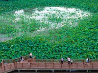 Tourists are enjoying blooming lotus flowers in a lotus pond at Bochishan Park in Huai'an city, East China's Jiangsu province, on June 23, 2...