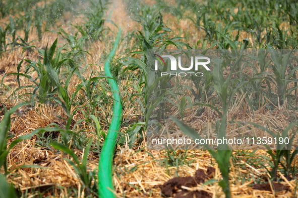 Farmers are using water-saving spray to pour soil moisture in Niujiao village, Zaozhuang city, East China's Shandong province, in Zaozhuang,...