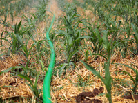 Farmers are using water-saving spray to pour soil moisture in Niujiao village, Zaozhuang city, East China's Shandong province, in Zaozhuang,...