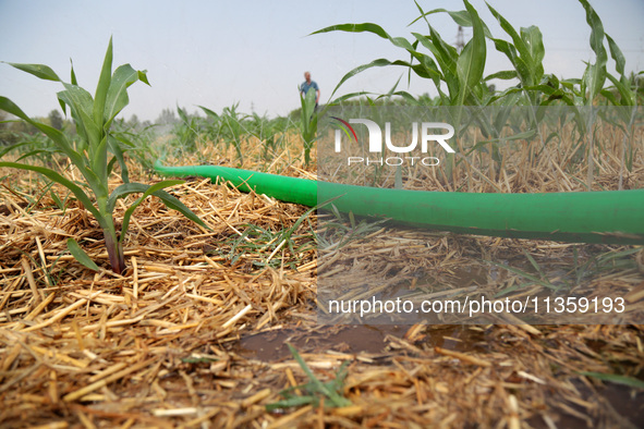 Farmers are using water-saving spray to pour soil moisture in Niujiao village, Zaozhuang city, East China's Shandong province, in Zaozhuang,...