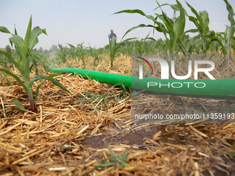 Farmers are using water-saving spray to pour soil moisture in Niujiao village, Zaozhuang city, East China's Shandong province, in Zaozhuang,...