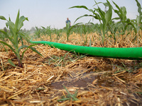 Farmers are using water-saving spray to pour soil moisture in Niujiao village, Zaozhuang city, East China's Shandong province, in Zaozhuang,...