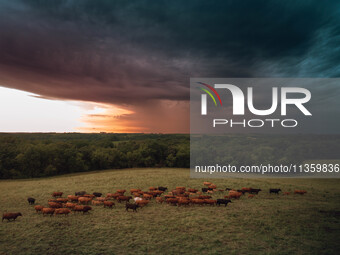 A herd of beef cattle is roaming across an open pasture in Mt. Horeb, Wisconsin, as an incoming storm front is moving in. Wisconsin is being...