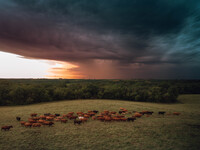 A herd of beef cattle is roaming across an open pasture in Mt. Horeb, Wisconsin, as an incoming storm front is moving in. Wisconsin is being...