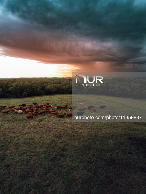 A herd of beef cattle is roaming across an open pasture in Mt. Horeb, Wisconsin, as an incoming storm front is moving in. Wisconsin is being...