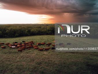 A herd of beef cattle is roaming across an open pasture in Mt. Horeb, Wisconsin, as an incoming storm front is moving in. Wisconsin is being...