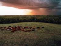 A herd of beef cattle is roaming across an open pasture in Mt. Horeb, Wisconsin, as an incoming storm front is moving in. Wisconsin is being...